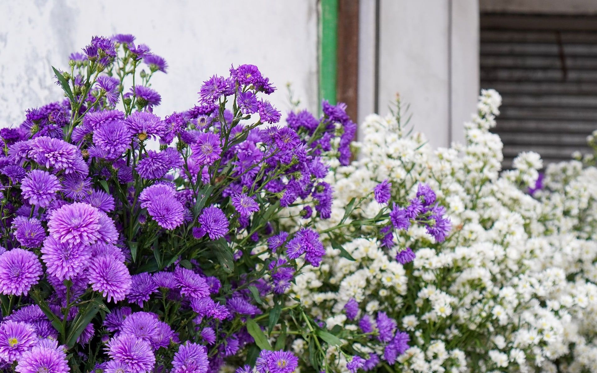 Violette Astern neben kleinen weißen Blüten