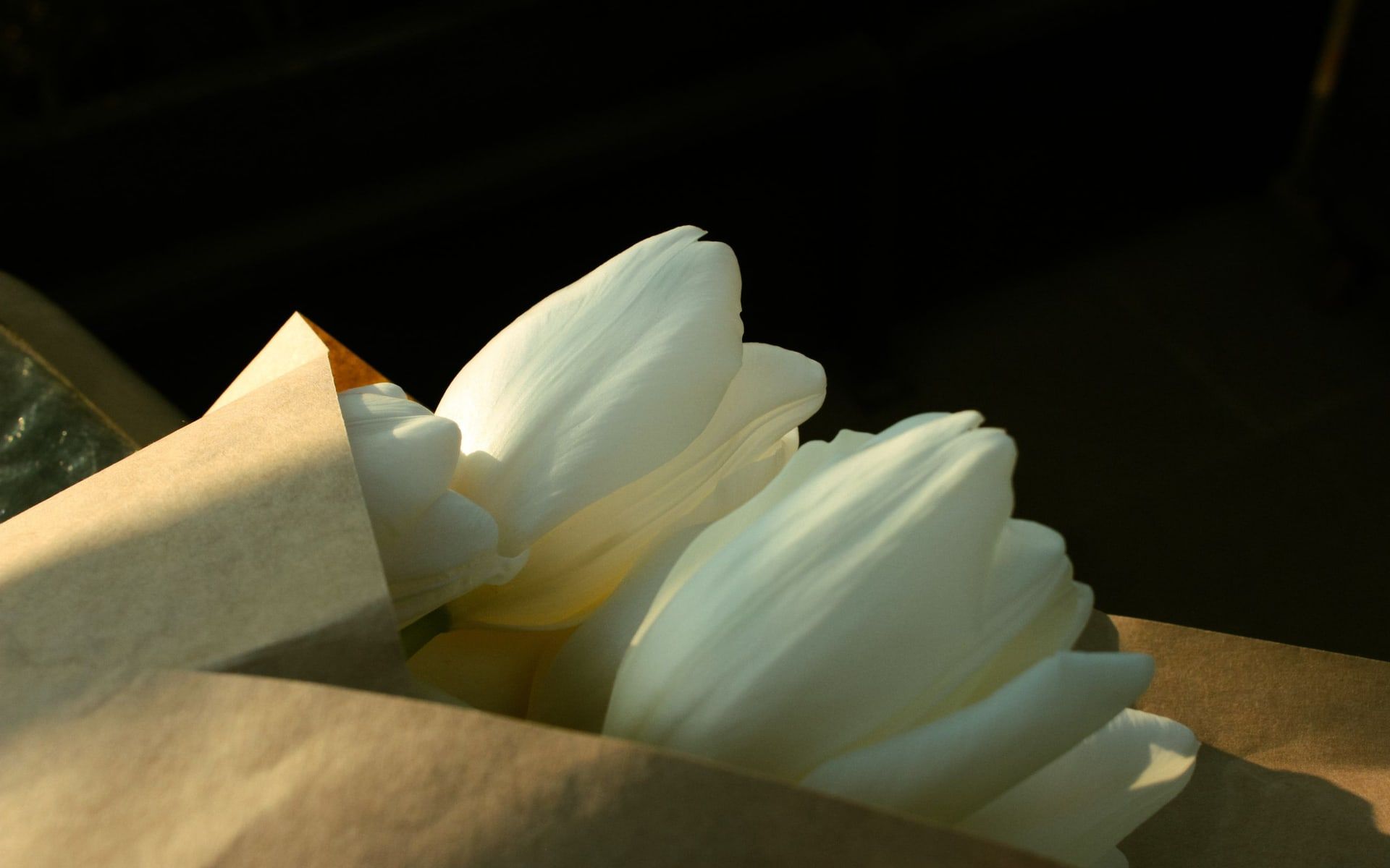 Weiße Tulpen in braunem Papier vor dunklem Hintergrund
