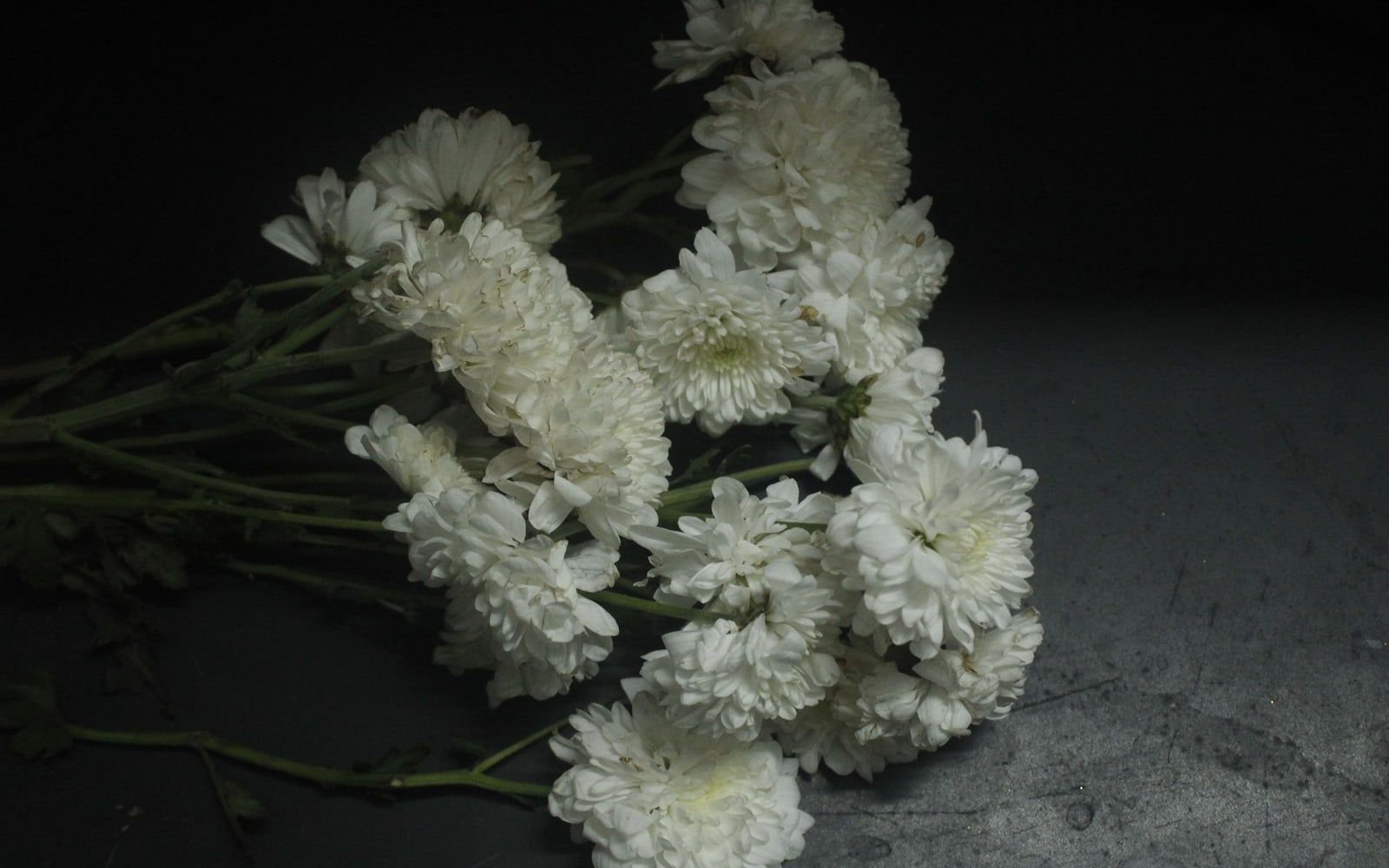Weiße Chrysanthemen auf dunklem Stein